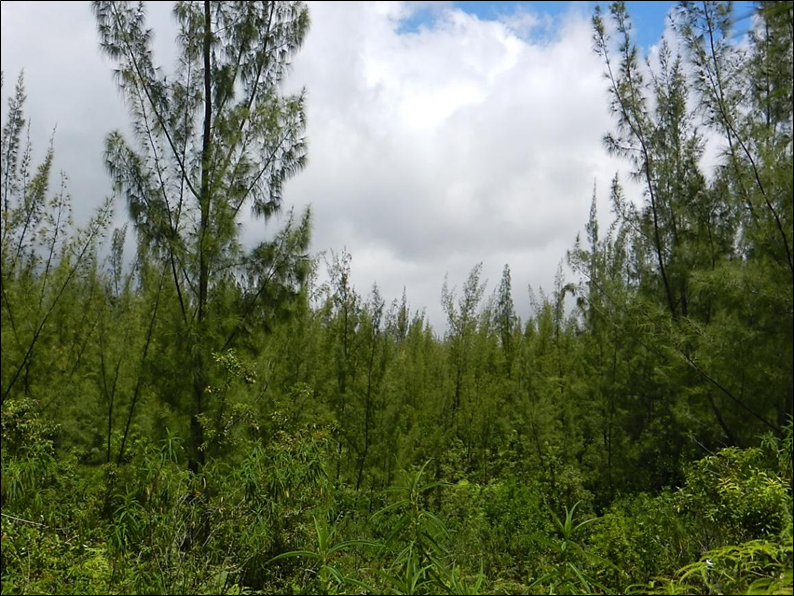 Closed canopy forest of Casuarina equisetifolia on the lava flows of the Piton de la Fournaise volcano.