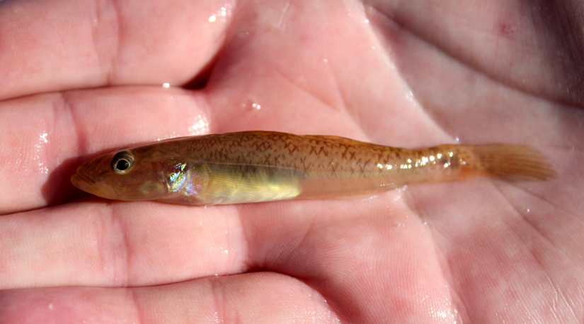 The River Goby (Glossogobius callidus) was a rapid coloniser of most surveyed ponds, and received far more propagules from the irrigation network than it needed to successfully establish populations.