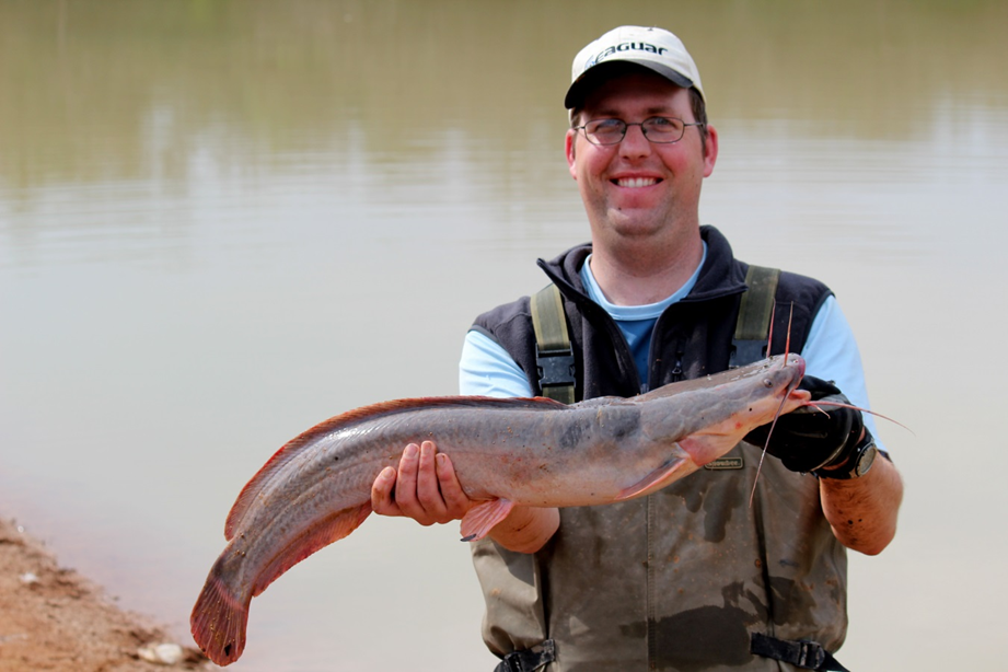 The African Sharptooth Catfish (Clarias gariepinus), here held by C·I·B Associate Darragh Woodford, was uncommon in the canal network and failed to establish in most ponds. It’s presence in many of the ponds despite its low propagule pressure nonetheless demonstrates how easily fish can use irrigation canals to enter new ecosystems.