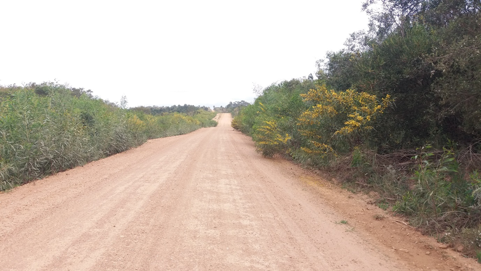 Invasive Port Jackson (Acacia saligna) growing along a gravel road in Heuningnes catchment