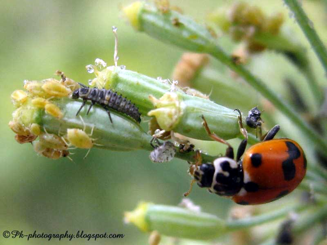 An adult ladybird Hippodamia variegata and its larva feeding on aphids