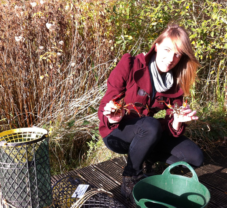 Michelle Jackson sampling red swamp (Procambarus clarkii) and signal crayfish (Pacifastacus leniusculus)