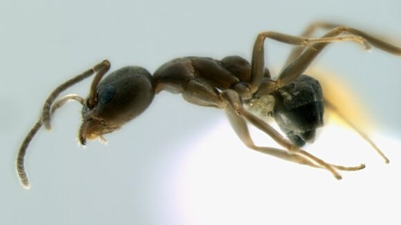 The Argentine ant (Linepithema humile). Photo credit: Melanie de Morney