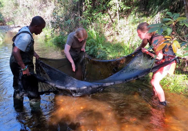 Sampling the native fish Sandelia capensis from Blindekloof stream, Eastern Cape.