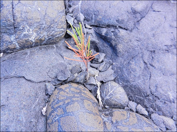 Casuarina equisetifolia seedling emerging from a new lava substrate of the Piton de la Fournaise volcano.