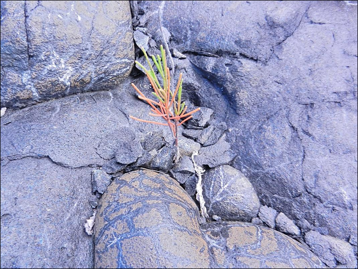 Read more about the article Volcanic lava flow fuels tree invasion on La Réunion