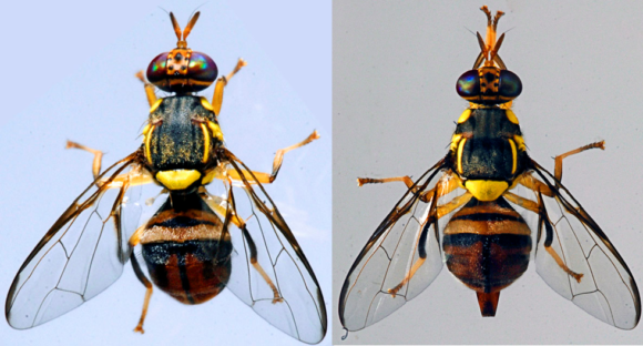 Read more about the article Understanding fruit fly Bactrocera invadens invasions in South Africa
