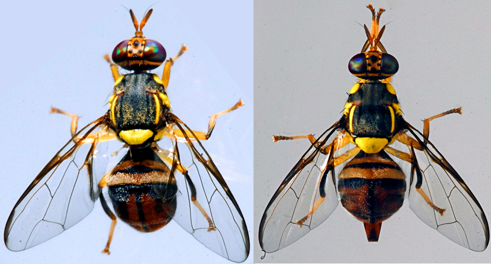 Bactrocera invadens (left) and Bactorcera dorsalis (right).