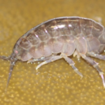 The amphipod Hyale hirtipalma
