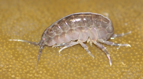 Read more about the article Lack of coherence in the warming responses of marine crustaceans