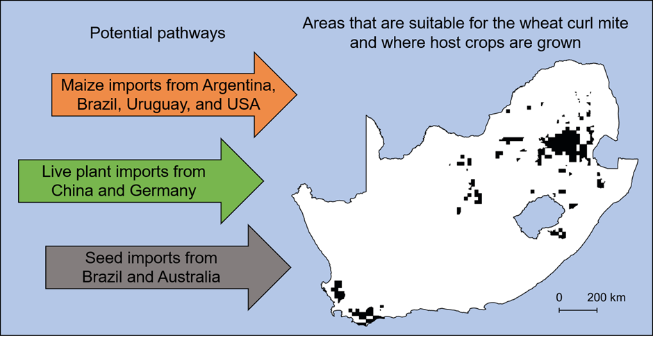 Potential pathways: areas that are suitable for the wheat curl mite and where host crops are grown