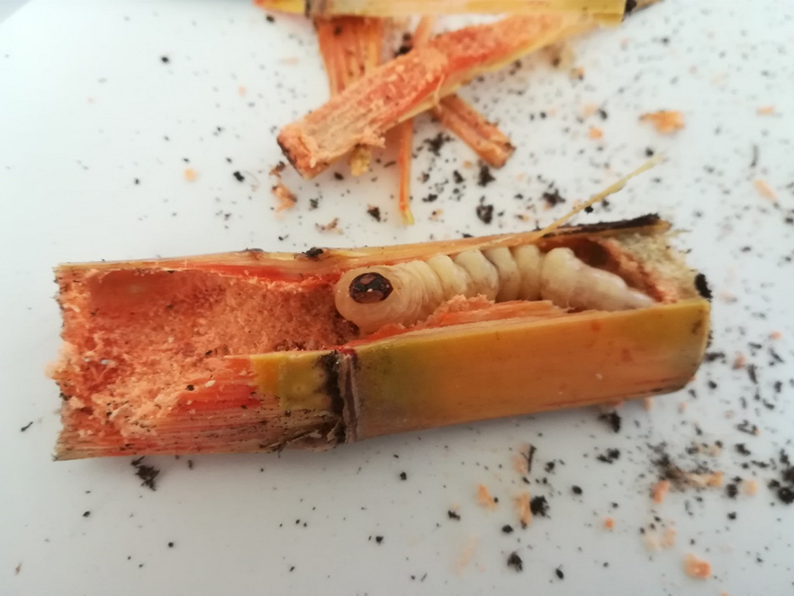 Sugarcane long-horned beetle (Cacosceles newmannii) larva in a sugarcane stalk.