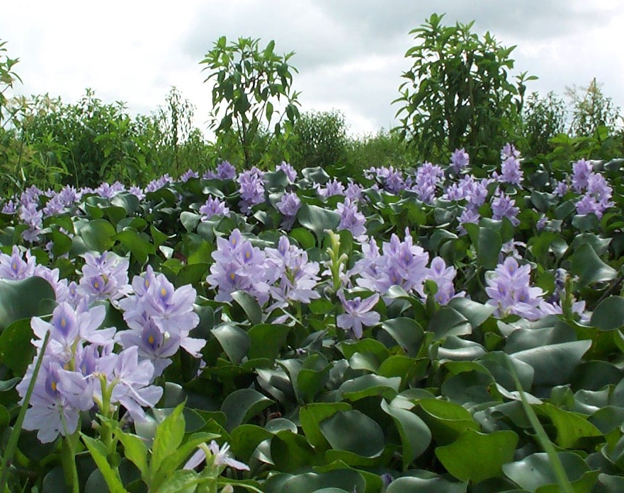 Water hyacinth (Eichhornia crassipes) 