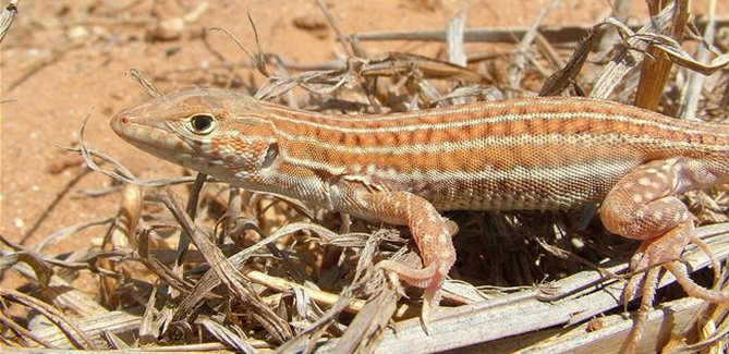 Schreiber's fringe-fingered lizard (Acanthodactylus schreiberi)