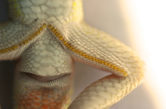 A row of femoral pores on the ventral surface of an adult male Schreiber's fringe-fingered lizard (Acanthodactylus schreiberi) 