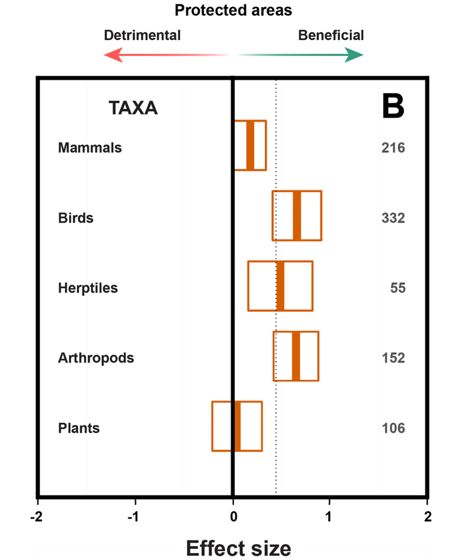 The effect sizes and 95% confidence intervals of protected areas on taxon richness and abundance. Positive boxplot values indicate a net positive impact of protected areas on biodiversity. Sample sizes are in grey, the vertical black lines show a zero effect size.