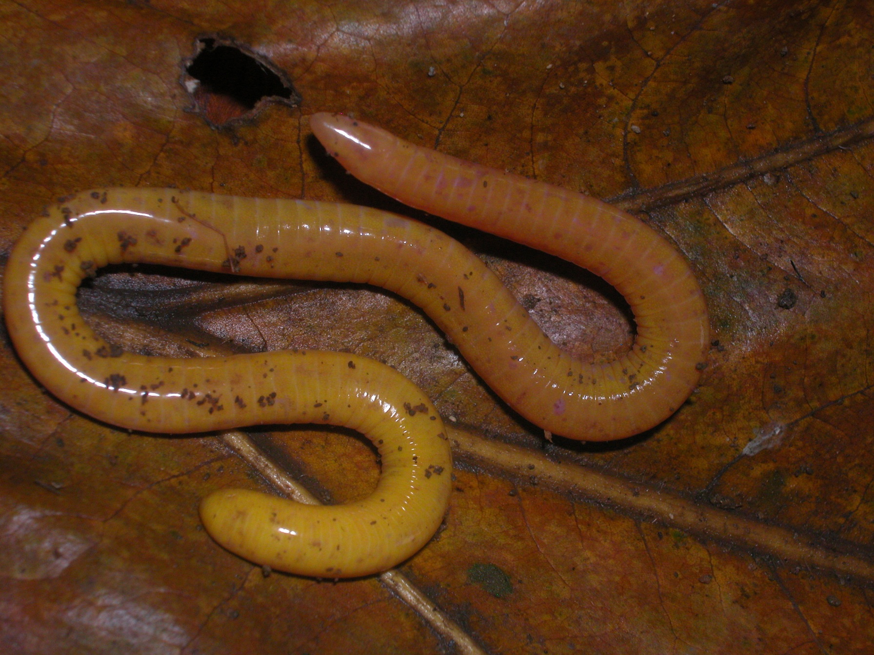 Read more about the article Strong population genetic structuring for ocean island caecilian