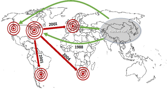 Figure 2. The “bridgehead effect” of the global spread of the harlequin ladybird beetle Harmonia axyridis, based on genetic analyses by Lombaert and colleagues (2010; PLoS ONE 5: e9743). 