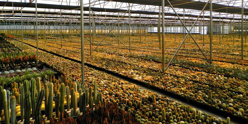 Cacti being sold in a South African nursery. 
