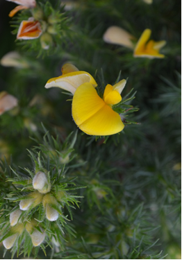 Aspalathus abietina, one of the endemic legume species found in the Cape Floristic Region. Aspalathus is a large, economically important genus which also contains Aspalathus linearis, from which rooibos tea is made. 