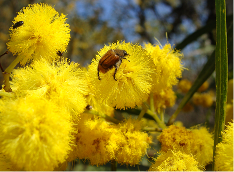 Monkey beetles (Scarabaeidae: Hoplinii) were observed as visitors to Acacia saligna flower heads.