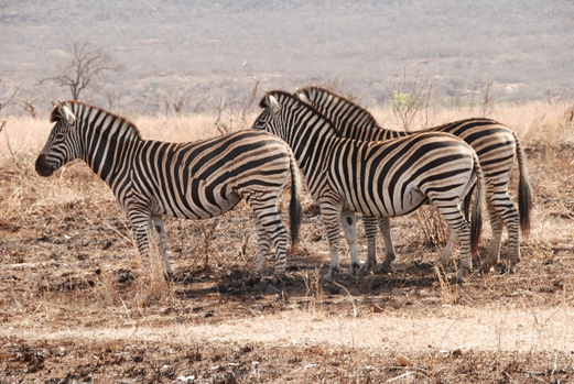 Herbivores such as zebra often prefer recently burnt habitats to utilise highly nutritious post-fire regrowth and improve predator detection.