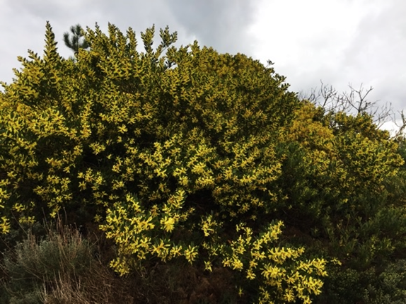 Invasive Sydney Golden Wattle (Acacia longifolia) invading areas in Pinheiro da Cruz, Setúbal district, Portugal