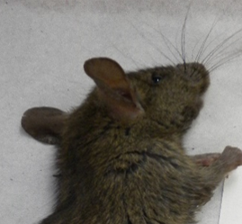 Photo of black rat (Rattus rattus)