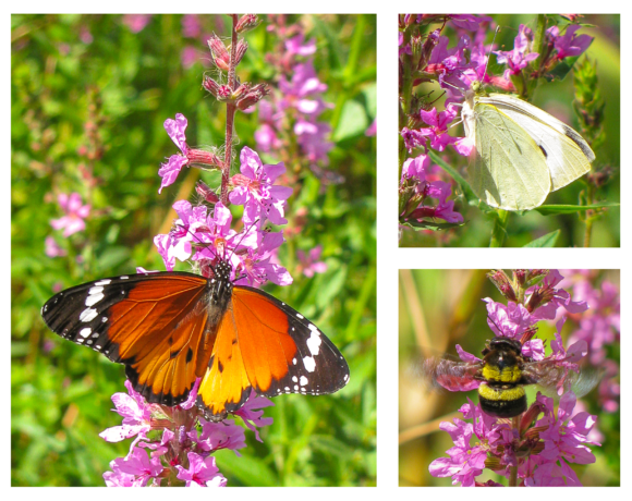 Pollinators including an African Monarch butterfly, a Cabbage White butterfly and a Cape honeybee visiting purple loosestrife flowers