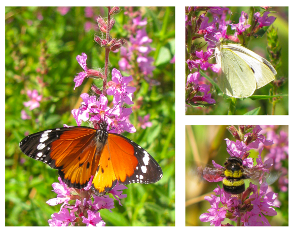 Read more about the article Neither tristylous flowers nor pollinators limit reproduction in a new invader: purple loosestrife