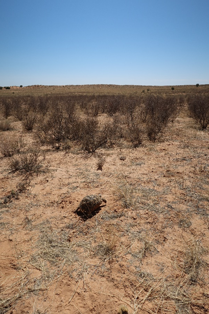 Determining the functional limits of diverse organisms can enhance our understanding of their adaptive capacity in rapidly changing environments, such as those experiencing severe droughts and extreme temperature events.