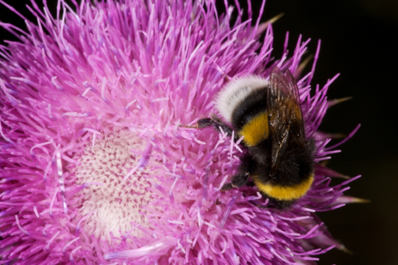 The large earth bumblebee Bombus terretris pollinating the nodding thistle Cardus nutans in Argentina where it is invasive