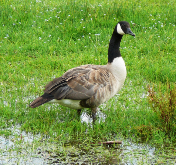 The highest impact invasive bird species in Europe is the Canada goose (Branta canadensis)