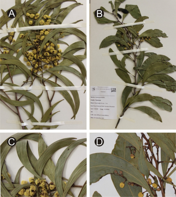 Herbarium specimens of the extreme ecotypes of Acacia pycnantha in Australia