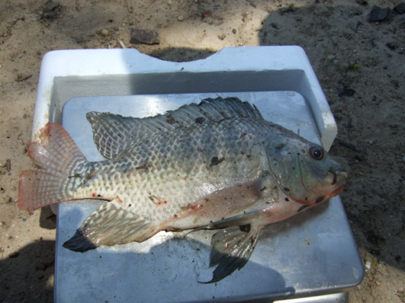 Nile Tilapia, Oreochromis niloticus from the Limpopo River, South Africa