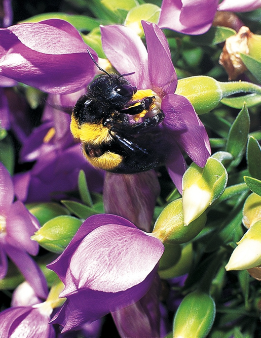 The carpenter bee Xylocopa capensis pollinating the sea rose Orphium frutescens, an endemic plant species in the Western Cape
