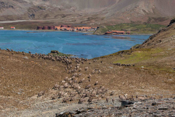 Reindeer herding with the derelict Husvik whaling station in the background