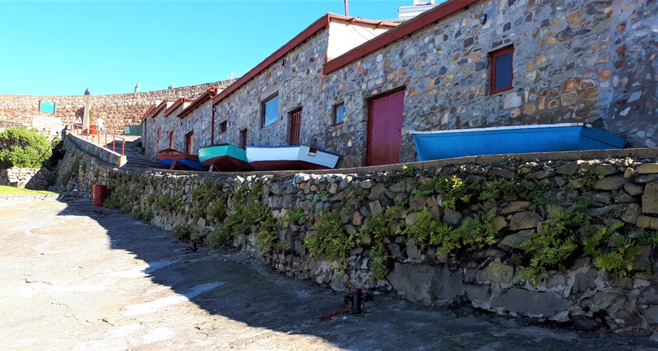 2 The invasive Holly fern (Cyrtomium falcatum) colonising a wall in the town of Hermanus, South Africa