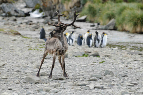 Reindeer with King Penguins in the background