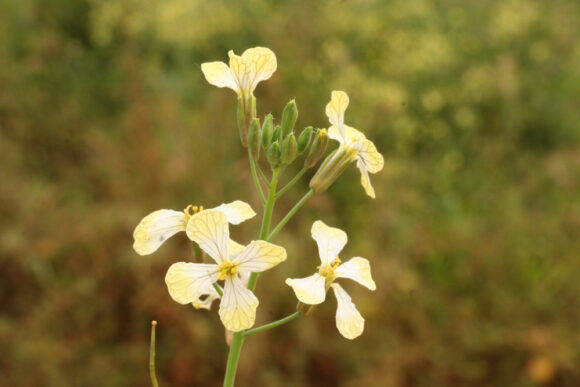 Flowers of Raphanus raphanistrum