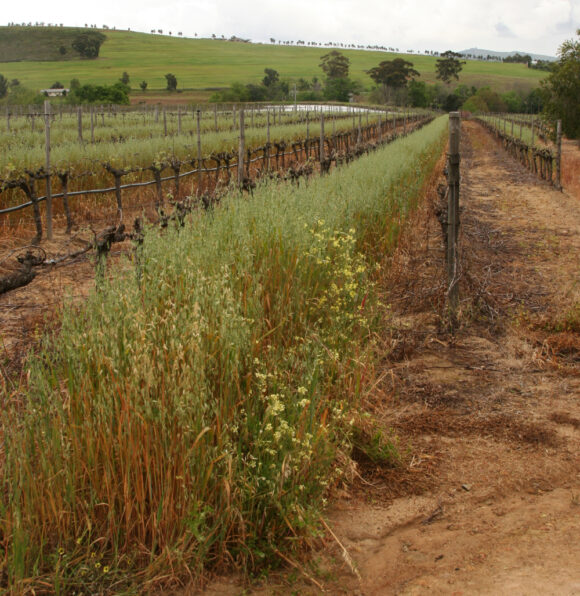 Raphanus raphanistrum as seed pollution in vineyards