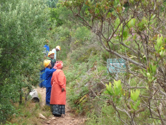 A Working for Water team prepares to survey the slopes of Table Mountain as part of the effort to eradicate Acacia paradoxa (Kangaroo Thorn)