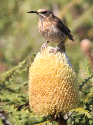 Read more about the article Invasive Banksia attracts pollinators away from native Bot River protea