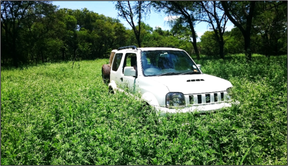 Read more about the article Understanding Parthenium invasions: the role of stocking rates in savannas