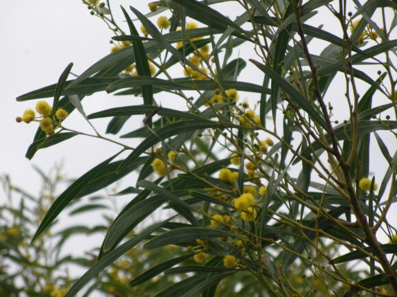 Read more about the article Impacts of alien acacias assessed in a standardised framework