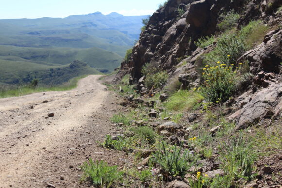 Read more about the article Mountain roads as conduits for ongoing exotic species expansion