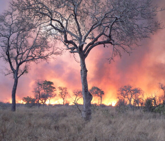 Read more about the article Fire management challenges investigated in the Kruger National Park