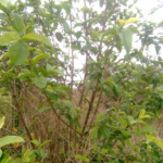 The dual purpose of Guava invasion in Vhembe Biosphere Reserve