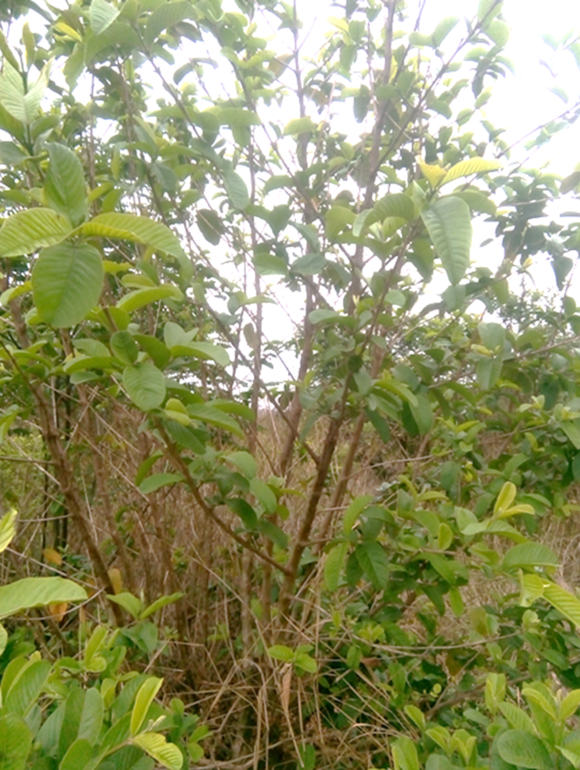 Read more about the article The dual purpose of Guava invasion in Vhembe Biosphere Reserve