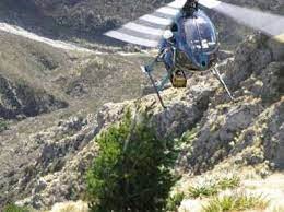When should helicopters be used to clear Pines?